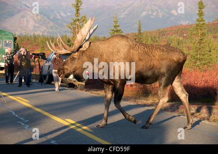 I turisti fotografare bull Moose Alces alces Foto Stock