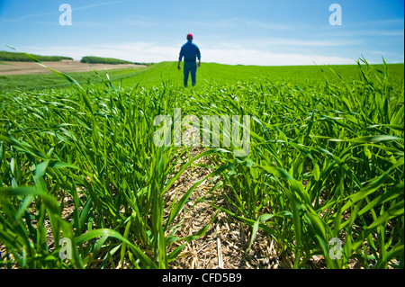 Un uomo scout una crescita precoce campo di orzo, Tiger colline, Manitoba Foto Stock