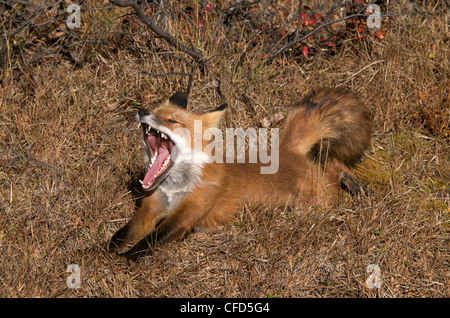 Sbadigliare e stretching wild red fox (Vulpes vulpes vulpes). Parco Nazionale di Denali, Alaska, Stati Uniti d'America. Foto Stock