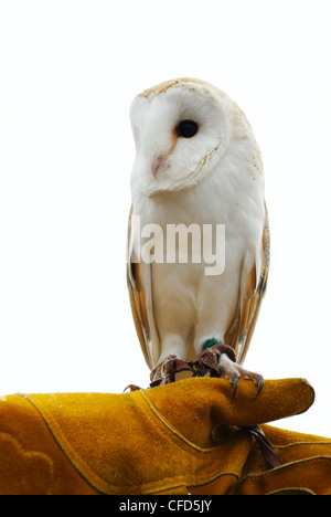 Un giovane barbagianni guarda avanti, appollaiate sul pesantemente la mano guantata di un trainer Foto Stock