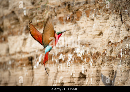 Sud del Carmine i gruccioni tornando a nido fori. Rive del Fiume Luangwa. South Luangwa National Park, Zambia Foto Stock