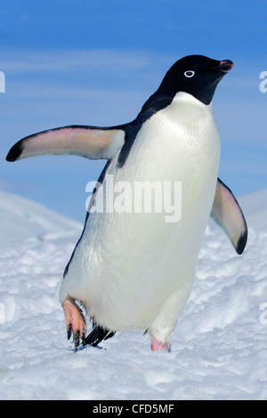 Adelie Pinguini (Pygoscelis adeliae) tornando alla loro colonia nidificazione da un viaggio di foraggio, Penisola Antartica, Antartide Foto Stock