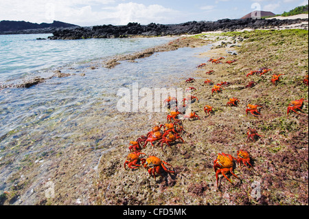 Sally Lightfoot crab (Grapsus Grapsus), Baia di Sullivan, Isla Santiago, Isole Galapagos, Sito Patrimonio Mondiale dell'UNESCO, Ecuador Foto Stock