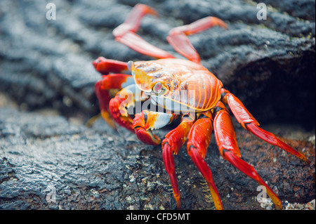 Sally Lightfoot crab (Grapsus Grapsus), Baia di Sullivan, Isla Santiago, Isole Galapagos, Sito Patrimonio Mondiale dell'UNESCO, Ecuador Foto Stock