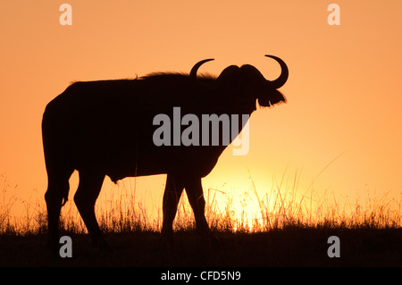 African buffalo (Syncerus caffer) bull a sunrise, riserva Masai Mara, Kenya, Africa orientale Foto Stock