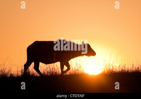 African buffalo (Syncerus caffer) vacca a sunrise, riserva Masai Mara, Kenya, Africa orientale Foto Stock