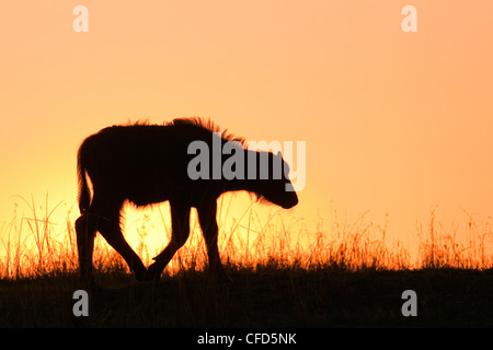 African buffalo (Syncerus caffer) vitello all'alba, riserva Masai Mara, Kenya, Africa orientale Foto Stock