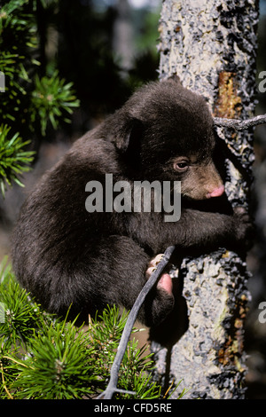 American Black Bear Cub (Ursus americanus), tenta di scalare un lodgepole pine per sfuggire a situazioni di pericolo, western Alberta, Canada Foto Stock