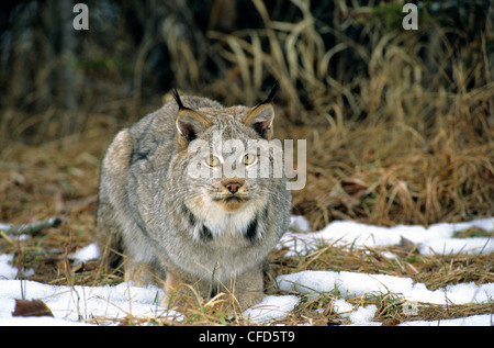 Canada (Lynx Lynx canadensis) in inverno pelage, Alberta, Canada Foto Stock