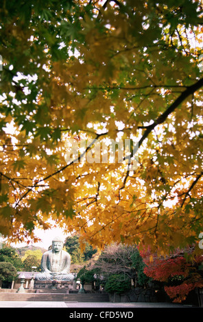 Giappone, Tokyo Kamakura, Daibutsu, il grande Buddha con foglie di autunno Foto Stock