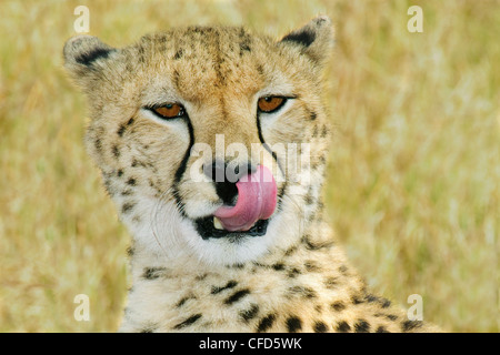 Ghepardo (Acinonyx jubatus), riserva Masai Mara, Kenya, Africa orientale Foto Stock