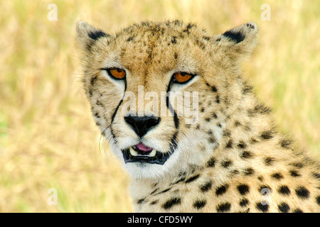 Ghepardo (Acinonyx jubatus), riserva Masai Mara, Kenya, Africa orientale Foto Stock