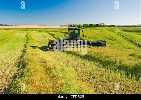 Falciare elevata resa canola field, vicino a Bruxelles, Manitoba, Canada Foto Stock