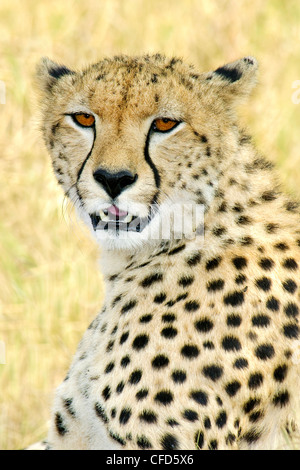 Ghepardo (Acinonyx jubatus), riserva Masai Mara, Kenya, Africa orientale Foto Stock