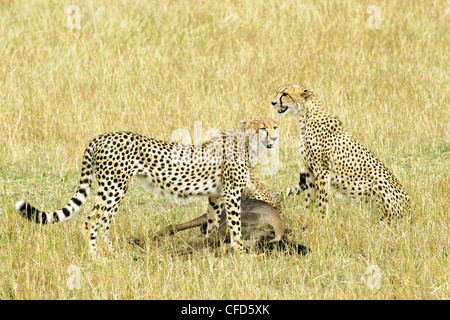 Madre ghepardo Acinonyx jubatus & full-coltivati Foto Stock