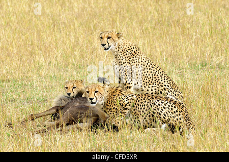 Madre ghepardo Acinonyx jubatus & due adulti Foto Stock