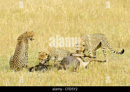 Madre ghepardo Acinonyx jubatus & due adulti Foto Stock