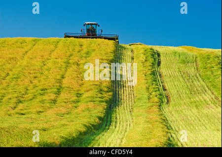 Falciare elevata resa canola field, vicino a Bruxelles, Manitoba, Canada Foto Stock