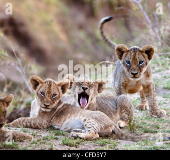 African Lion cubs - circa 3 mesi - vicino al fiume Luangwa. South Luangwa National Park, Zambia Foto Stock