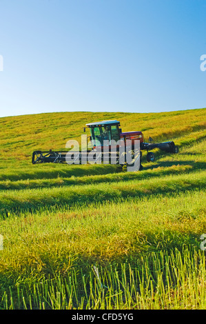 Falciare elevata resa canola field, vicino a Bruxelles, Manitoba, Canada Foto Stock