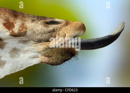 Linguetta della giraffa Foto Stock