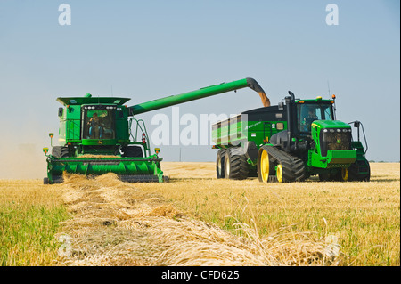 Mietitrebbia femmina raccolti operatore swathed molla Foto Stock