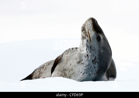 Femmina guarnizione di leopard (Hydrurga leptonyx), poggiante sulla banchisa, Pleneau Island, Penisola Antartica, Antartide Foto Stock