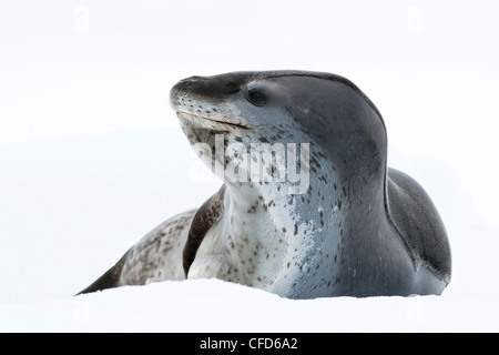 Femmina guarnizione di leopard (Hydrurga leptonyx), poggiante sulla banchisa, Pleneau Island, Penisola Antartica, Antartide Foto Stock