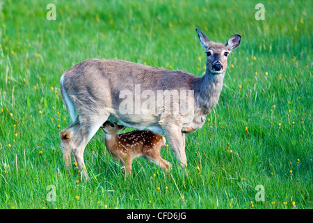 Madre white-tailed deer (Odocoileus virginianus) cura un cerbiatti, Rocky Mountain pedemontana, western Alberta, Canada Foto Stock