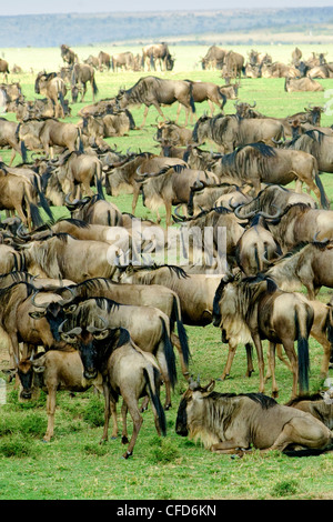 Comune di gnu (Connochaetes taurinus) nella migrazione, riserva Masai Mara, Kenya, Africa orientale Foto Stock