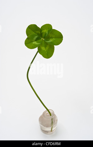 Quattro leaf clover su sfondo bianco Foto Stock