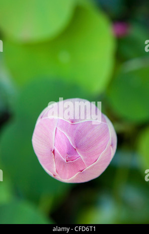 Close up della chiusura di un bocciolo di loto, Khao Lak, sul Mare delle Andamane, Thailandia Foto Stock