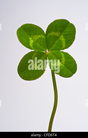 Quattro leaf clover su sfondo bianco Foto Stock