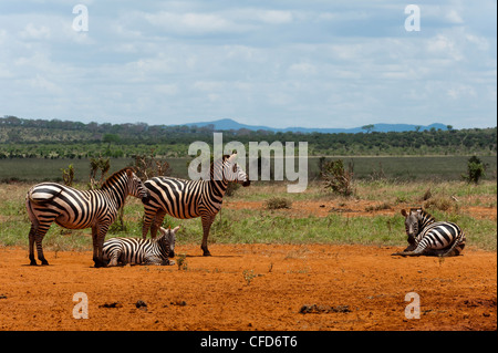 Grant's zebra (Equus burchellii boehmi), parco nazionale orientale di Tsavo, Kenya, Africa orientale, Africa Foto Stock