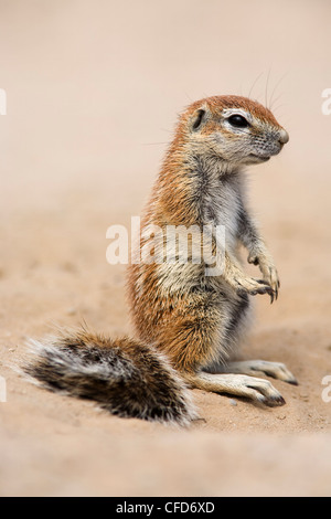 Massa Baby scoiattolo (Xerus inauris), Kgalagadi Parco transfrontaliero, Sud Africa e Africa Foto Stock