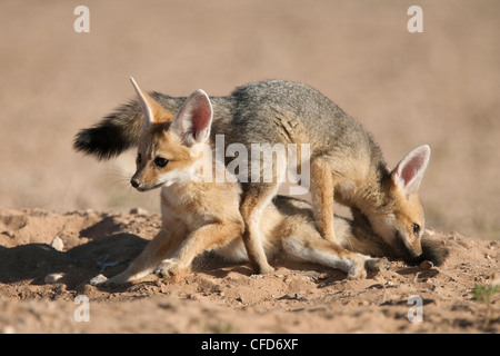 Capo volpe (Vulpes vulpes chama) cubs giocando, Kgalagadi Parco transfrontaliero, Northern Cape, Sud Africa e Africa Foto Stock