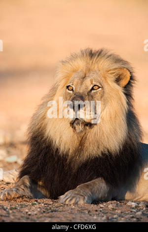 Blackmaned lion (Panthera leo), Kgalagadi Parco transfrontaliero, Northern Cape, Sud Africa e Africa Foto Stock