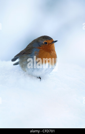 Robin (Erithacus rubecula), nella neve, Regno Unito, Europa Foto Stock