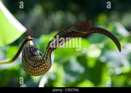 In prossimità di una pianta carnivora, Khao Sok National Park, sul Mare delle Andamane, Thailandia Foto Stock