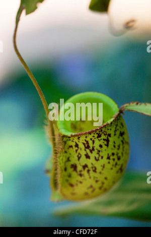 In prossimità di una pianta carnivora, Khao Sok National Park, sul Mare delle Andamane, Thailandia Foto Stock