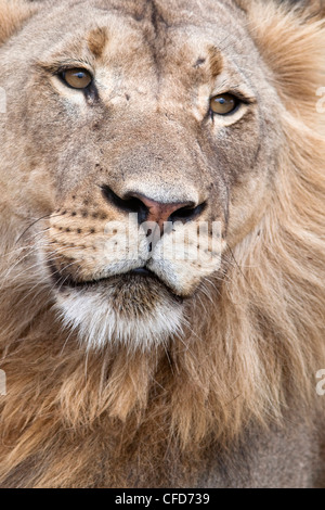 Leone maschio (Panthera leo), il Parco Nazionale di Addo, Capo orientale, Sud Africa e Africa Foto Stock