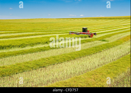 Falciare elevata resa canola field, vicino a Bruxelles, Manitoba, Canada Foto Stock