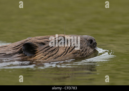 Castoro (Castor canadensis) nuoto, Saskatchewan, Canada Foto Stock