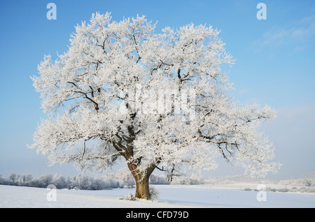 Albero di quercia, vicino Villingen-Schwenningen,,Forest-Baar (Schwarzwald-Baar) distretto, Baden-Württemberg, Germania, Europa Foto Stock