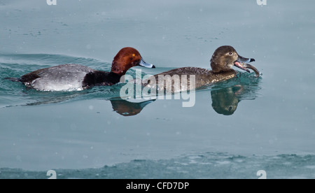 Drake e Gallina Redhead anatre nuotare con i pesci in bocca Foto Stock