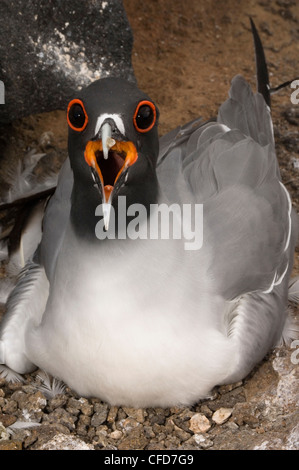 Swallow-tailed Gull sul nido, Punto Cevallos, Espanola (il cofano) isola, isole Galapagos, Ecuador, Sud America. Foto Stock