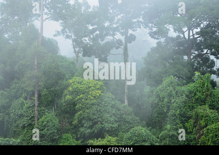 La foresta pluviale, Sepilok Rainforest Discovery Centre, Sabah Borneo, Malaysia, Asia sud-orientale, Asia Foto Stock