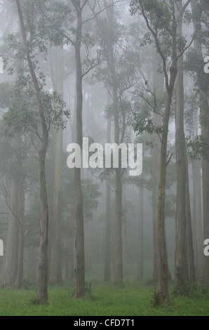 Montagna foresta di cenere nella nebbia, Dandenong Ranges National Park, Dandenong Ranges, Victoria, Australia Pacific Foto Stock