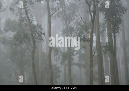 Montagna foresta di cenere nella nebbia, Dandenong Ranges National Park, Dandenong Ranges, Victoria, Australia Pacific Foto Stock