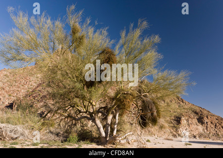 Blue Palo Verde albero, Parkinsonia florida/ Cercidium floridum infestata di vischio nel deserto, Phoradendron californicum Foto Stock